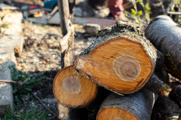 Best Hazardous Tree Removal  in Fresno, CA