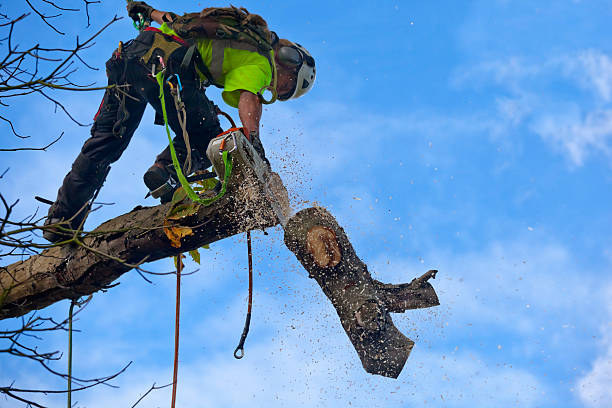 How Our Tree Care Process Works  in  Fresno, CA